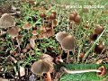 Parasola conopilus-amf1588